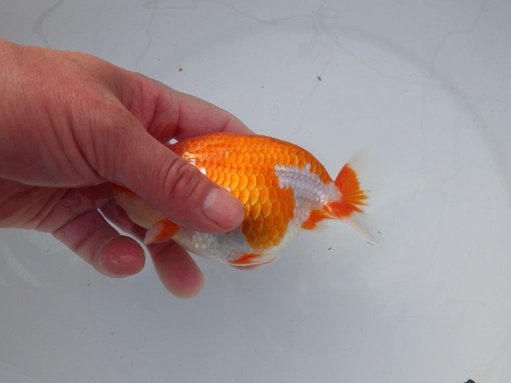 【 志摩紅鱗会所属ブリーダーN.M様 明け二歳らんちゅう】横見が映える 約13㎝ メス?