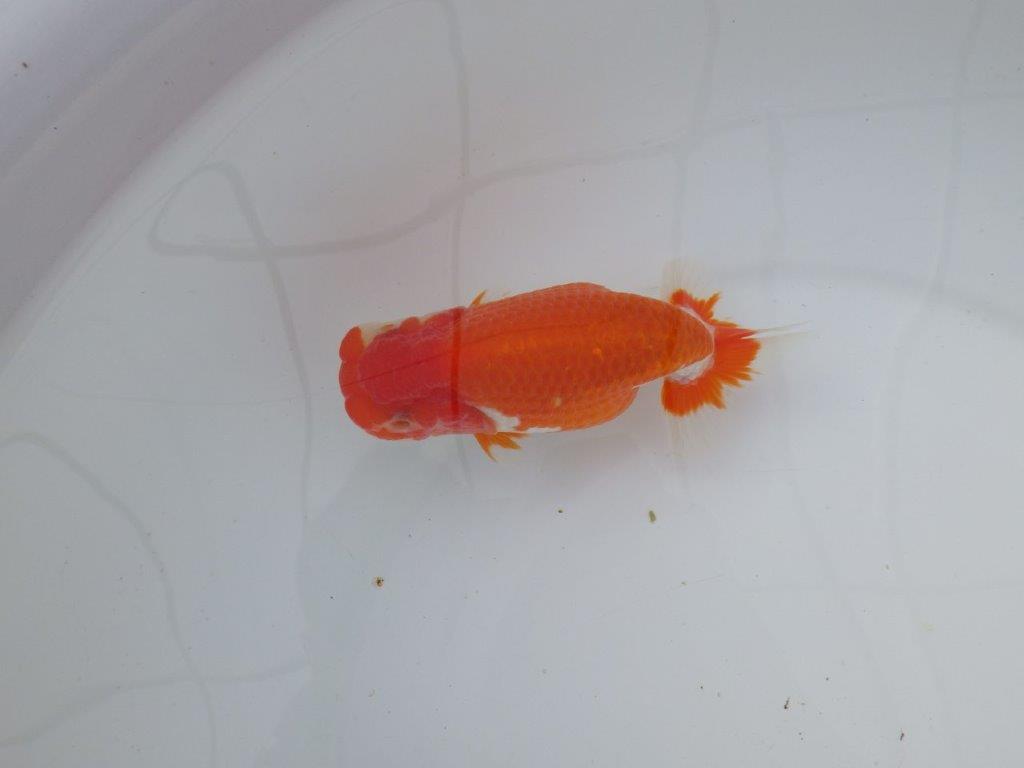 【 志摩紅鱗会所属ブリーダーN.M様 明け二歳らんちゅう】横見が映える 約13㎝ メス?